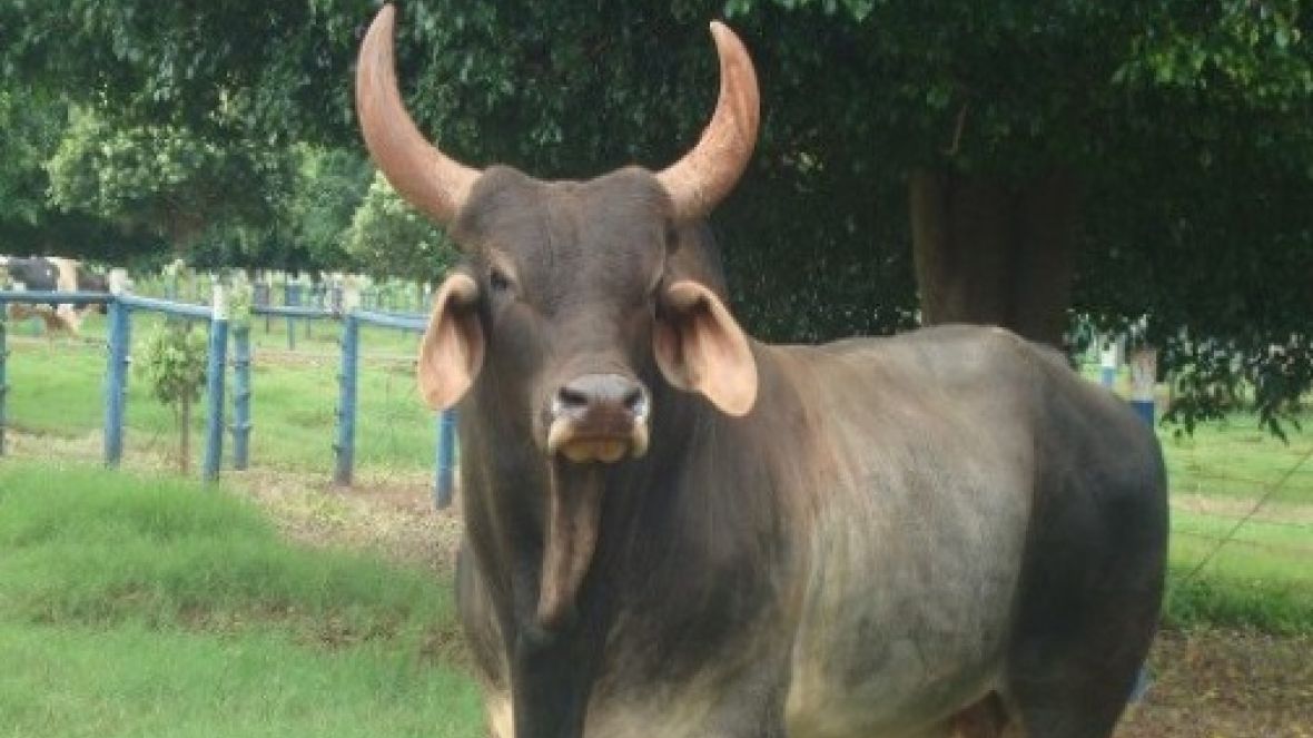 Museu do Zebu promove Concurso de Fotografia
