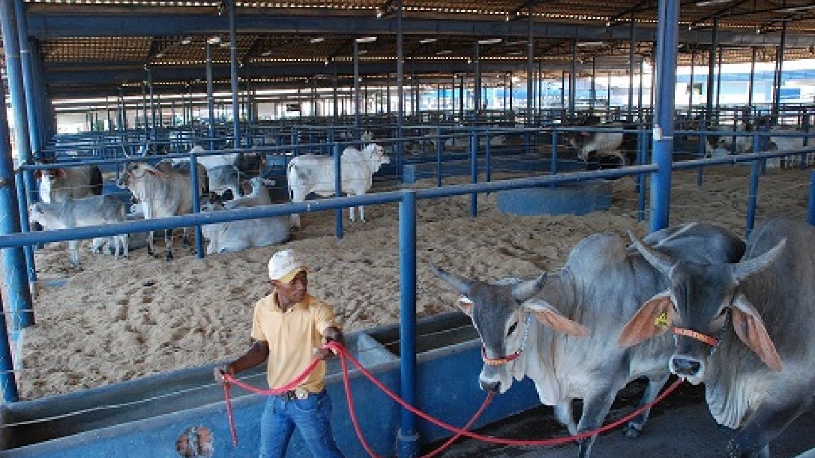 Animais começam a chegar para a ExpoZebu 2013 