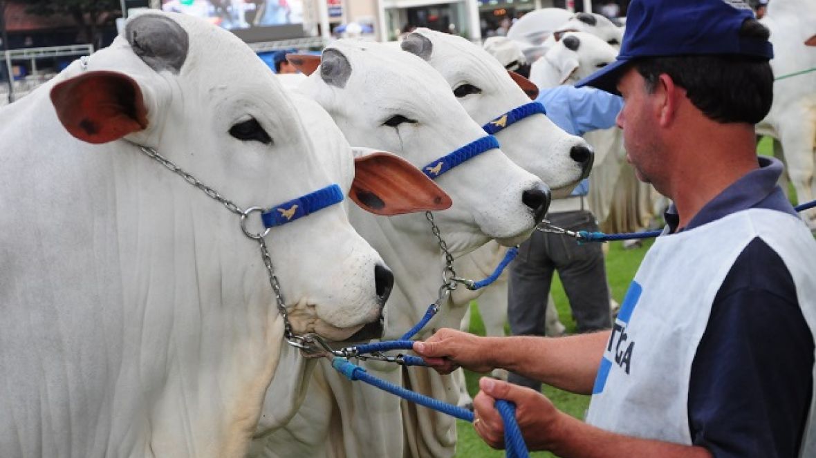 Últimos dias para inscrições de animais na ExpoZebu 2013