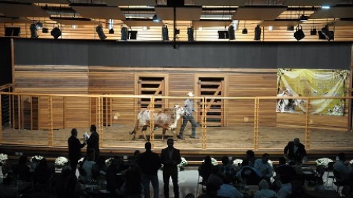 ExpoZebu 2013: Temporada de remates começa na segunda