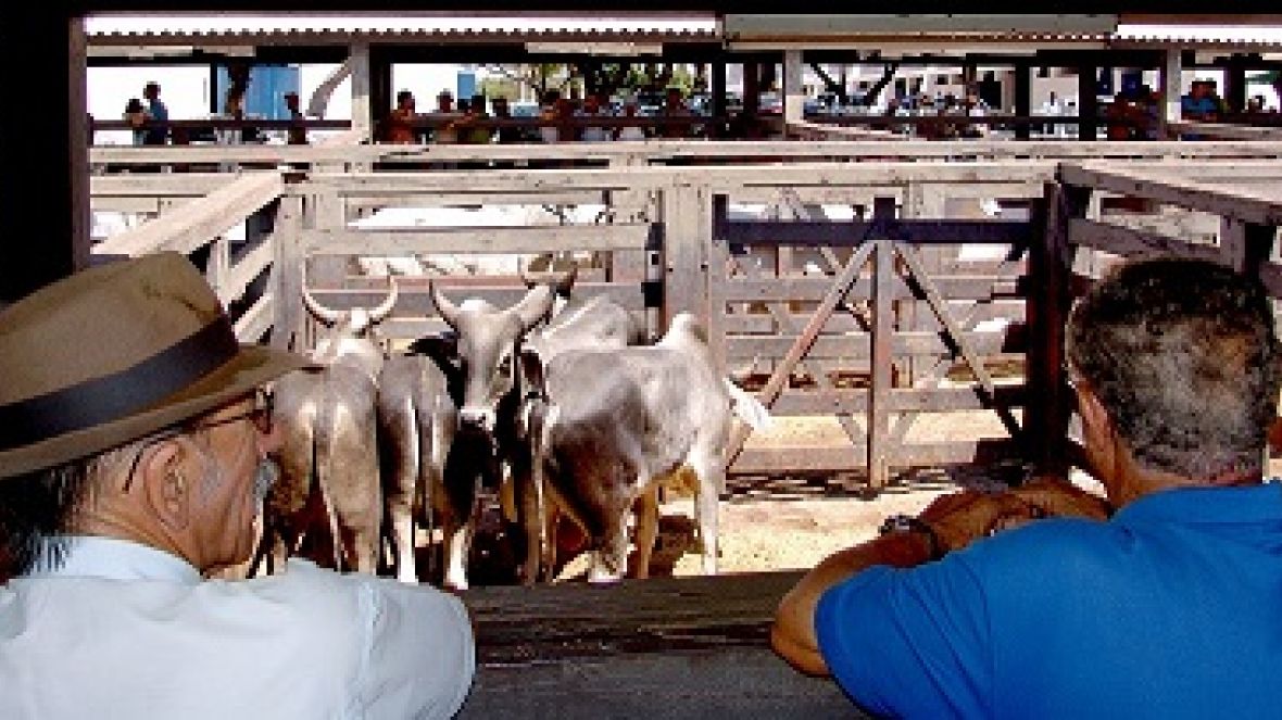 Emater-MG fará plantão técnico na ExpoZebu 2013