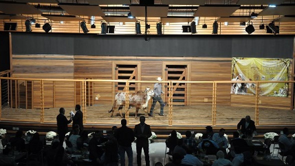 ExpoZebu 2013: Remates comercializam mais de R$4,5 milhões