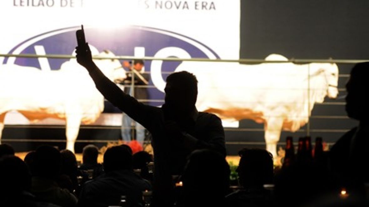 Leilões comercializam quase R$ 7 milhões