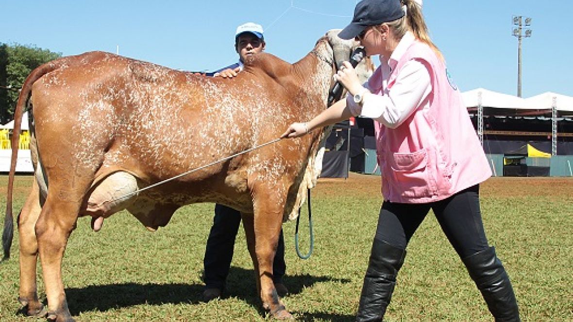 Zootecnistas formados pela FAZU atuam como jurados na ExpoZebu 