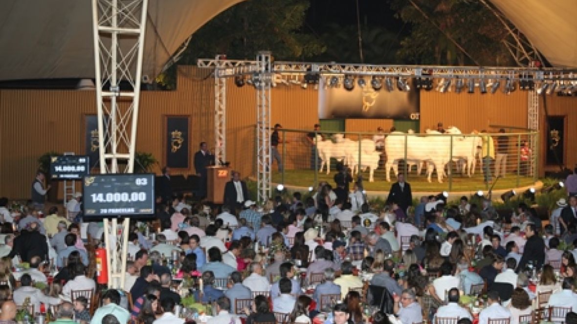 Leilões da ExpoZebu movimentam quase R$ 29 milhões
