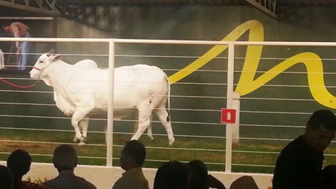 Leilões movimentam mais de R$38,5 milhões