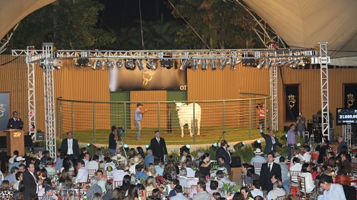 Leilões da ExpoZebu 2013 atingem mais de R$ 45 milhões