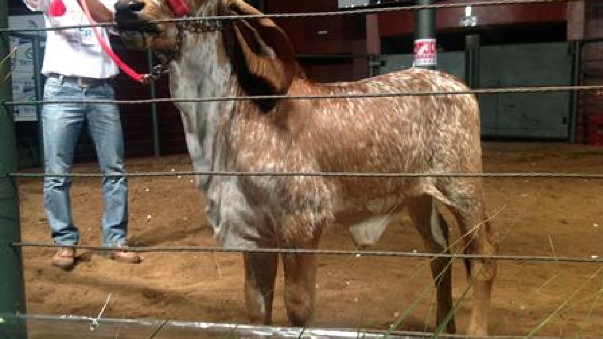Leilões da ExpoZebu faturam quase R$47 milhões