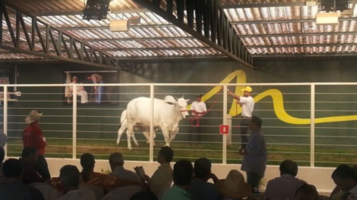 Leilões da ExpoZebu faturam quase R$50 milhões