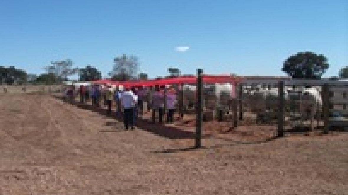 Tocantins tem primeira feira do Pró-Genética