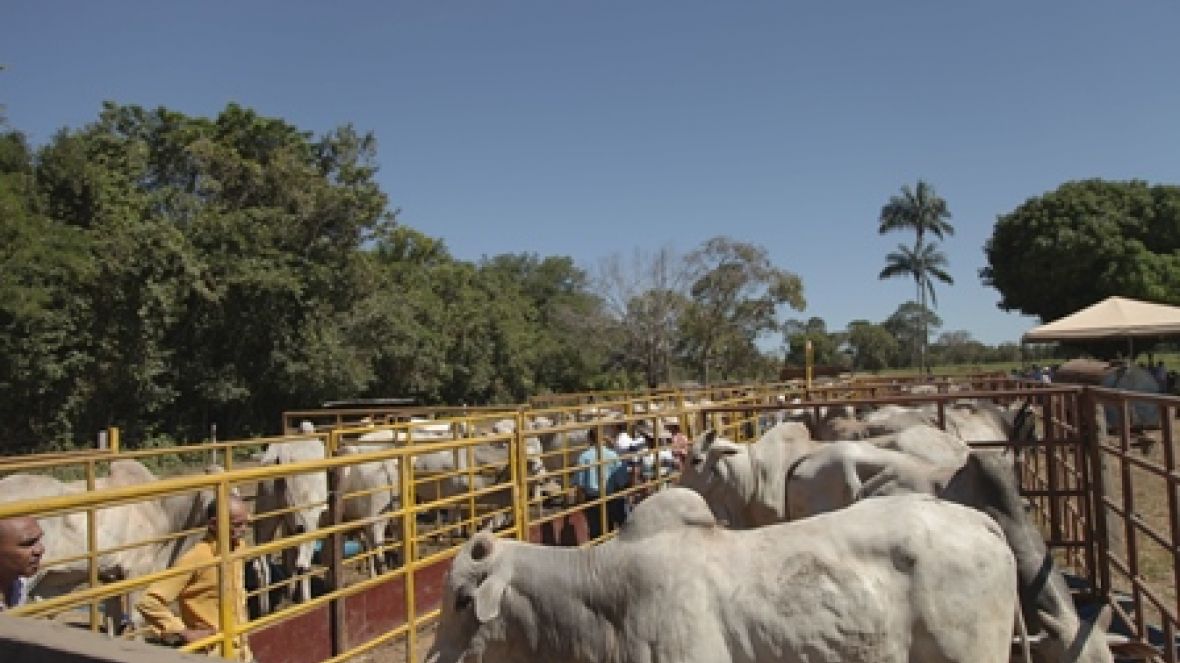 Pró-Genética no MT bate recorde de vendas