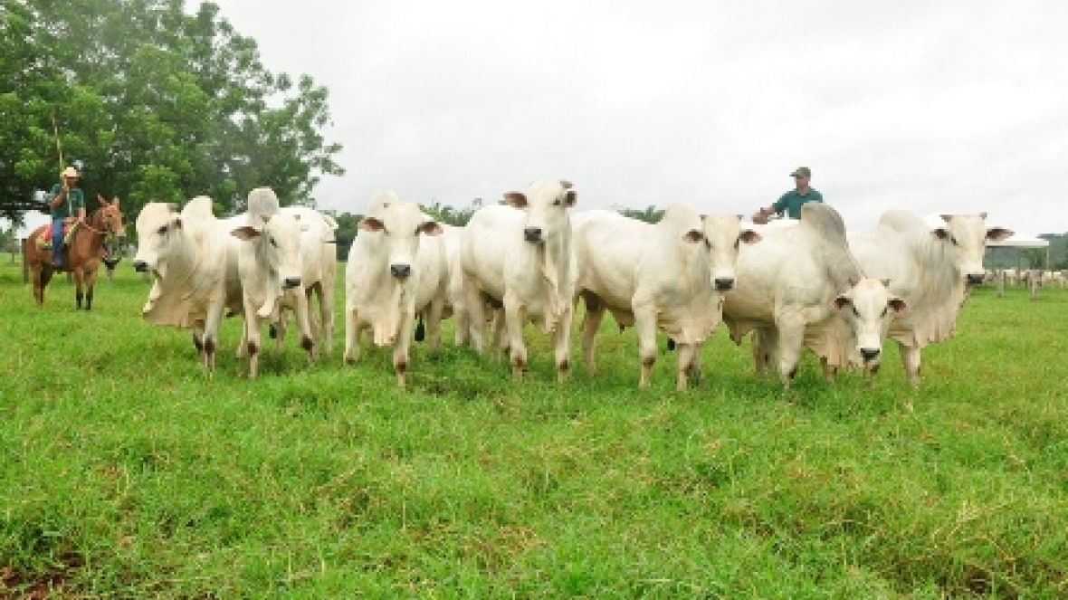 PMGZ e Vale do Boi, qualidade garante liquidez 