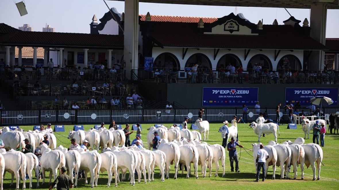 Seleção em pista será discutida durante Fórum na ABCZ