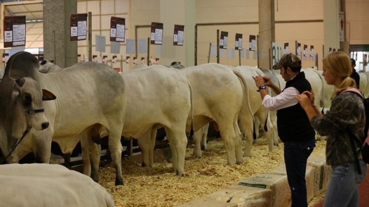 Zebu estará de ponta a ponta na Feicorte 2013