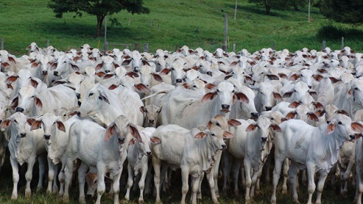 ExpoGenética sediará Simpósio de Melhoramento Animal