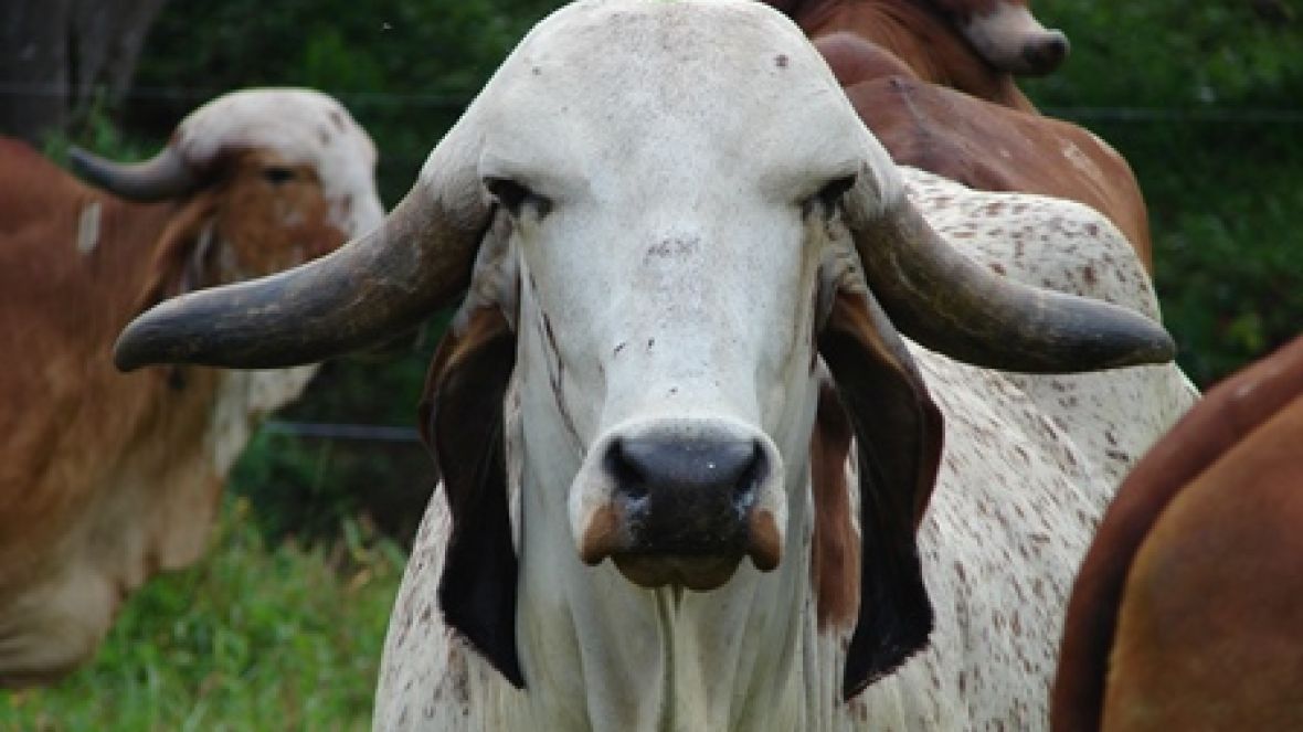 Concurso Leiteiro Natural, novidade da ExpoGenética 