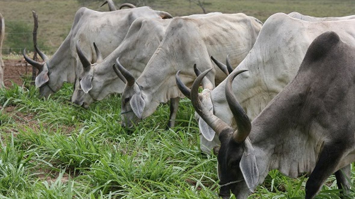 Inscrições para Concurso Leiteiro Natural continuam na Megaleite