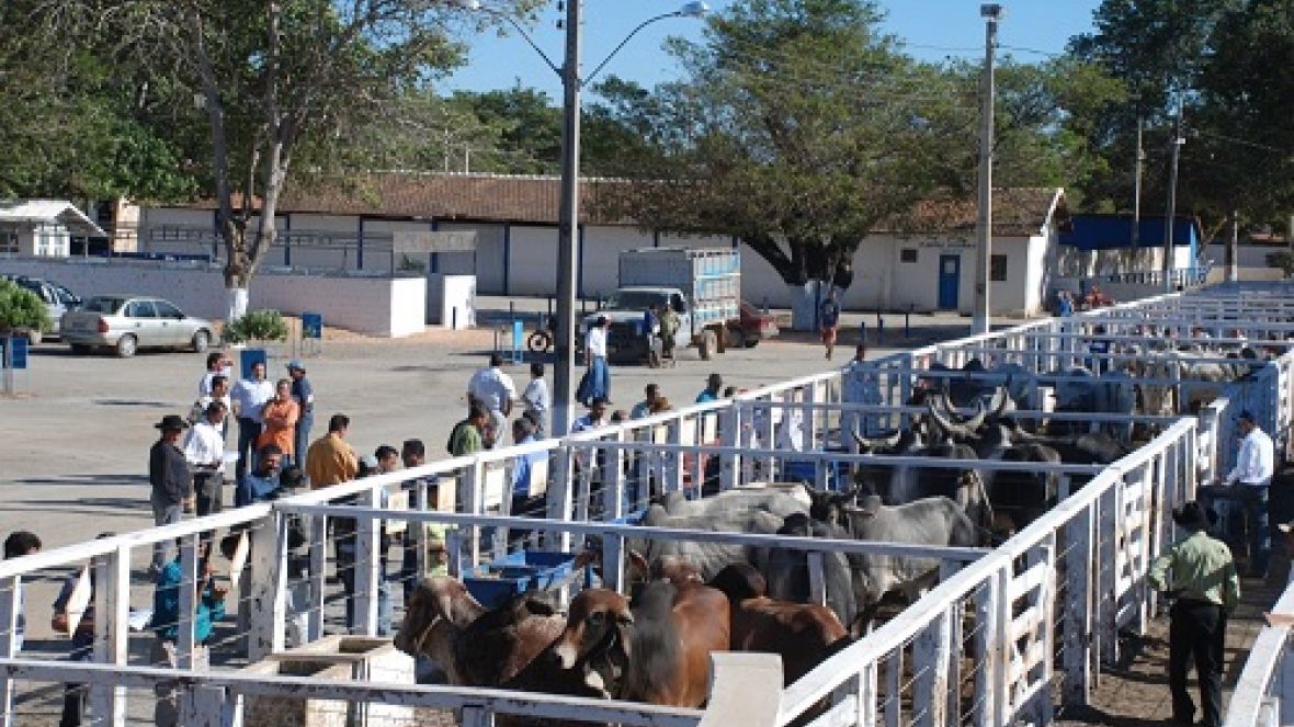 Sete feiras do Pró-Genética acontecem durante mês de julho