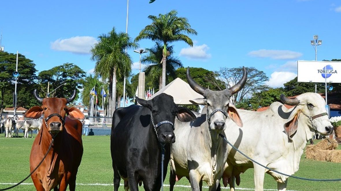 Concurso leiteiro de zebuínos tem quebra de recorde mundial