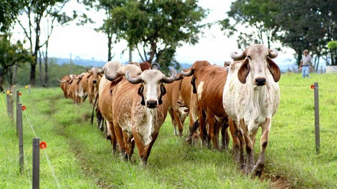 Avaliações Genéticas da raça gir podem ser consultadas pela internet