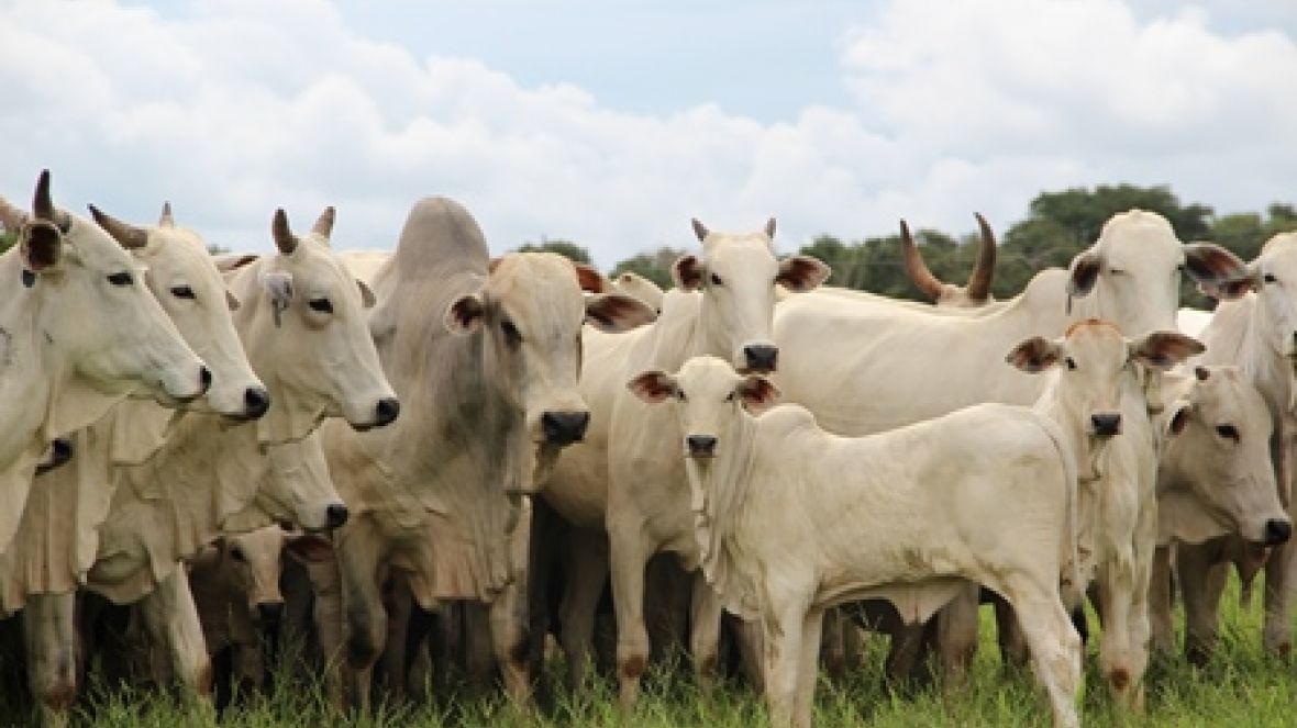 PMGZ convida para workshop na Bahia 