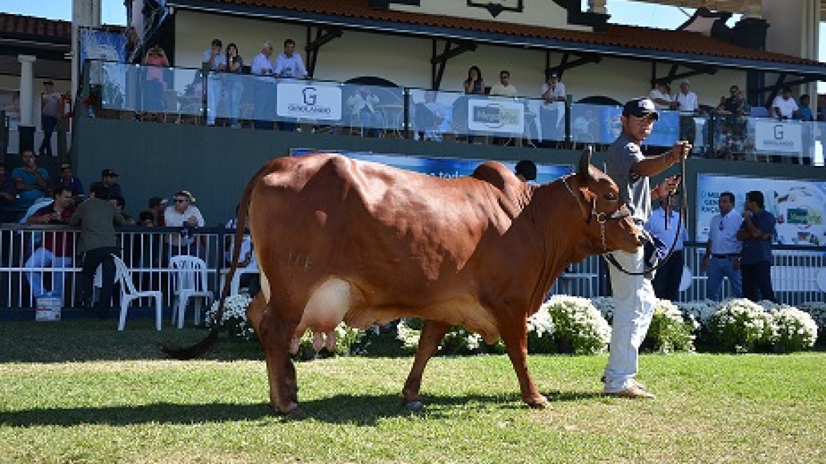Raça sindi termina Megaleite com dois novos recordes
