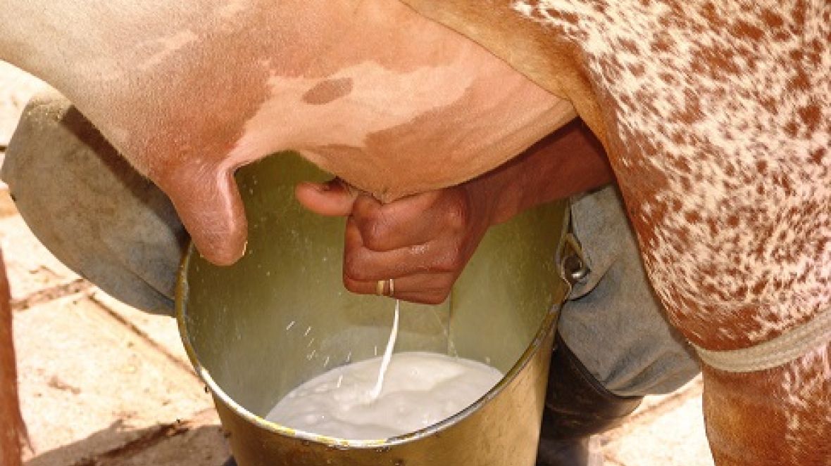 Leite orgânico produzido na FAZU ganhará o mercado 