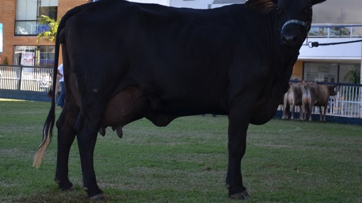 ABCZ publica relatórios de desempenho de fêmeas CCG