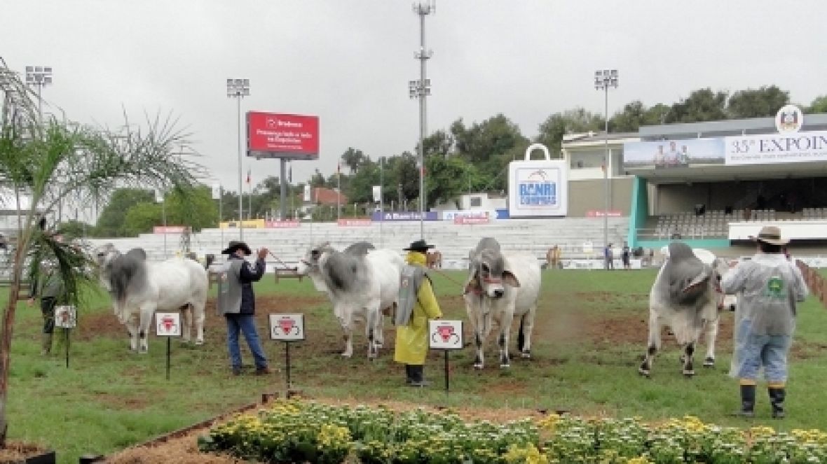Raças zebuínas preparadas para a principal pista gaúcha. 