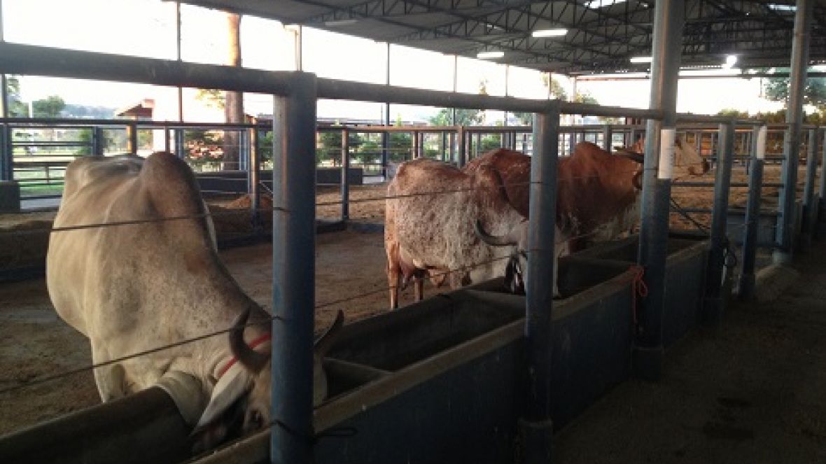 Concurso leiteiro natural: matrizes passam por adaptação