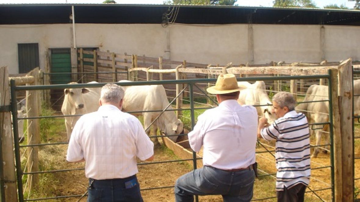 Feira do Pró-Genética em Araguari