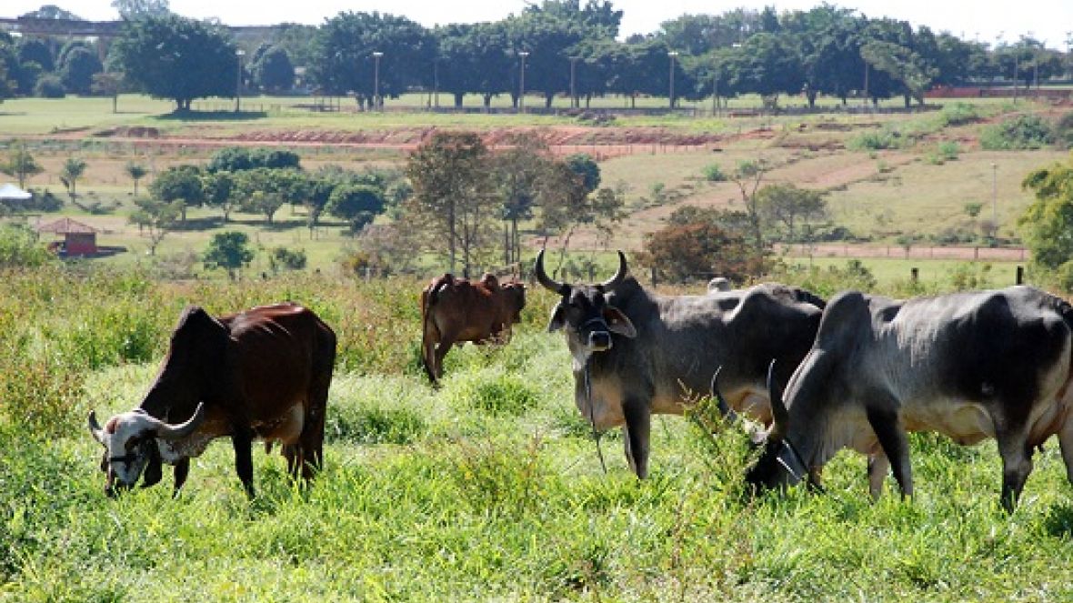 PMGZ divulga resultado parcial do Concurso Leiteiro Natural
