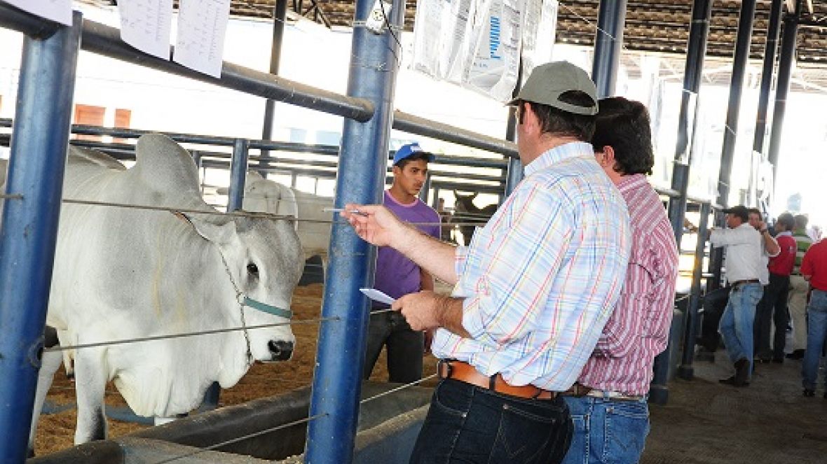 Escolha de touros do PNAT tem novo horário