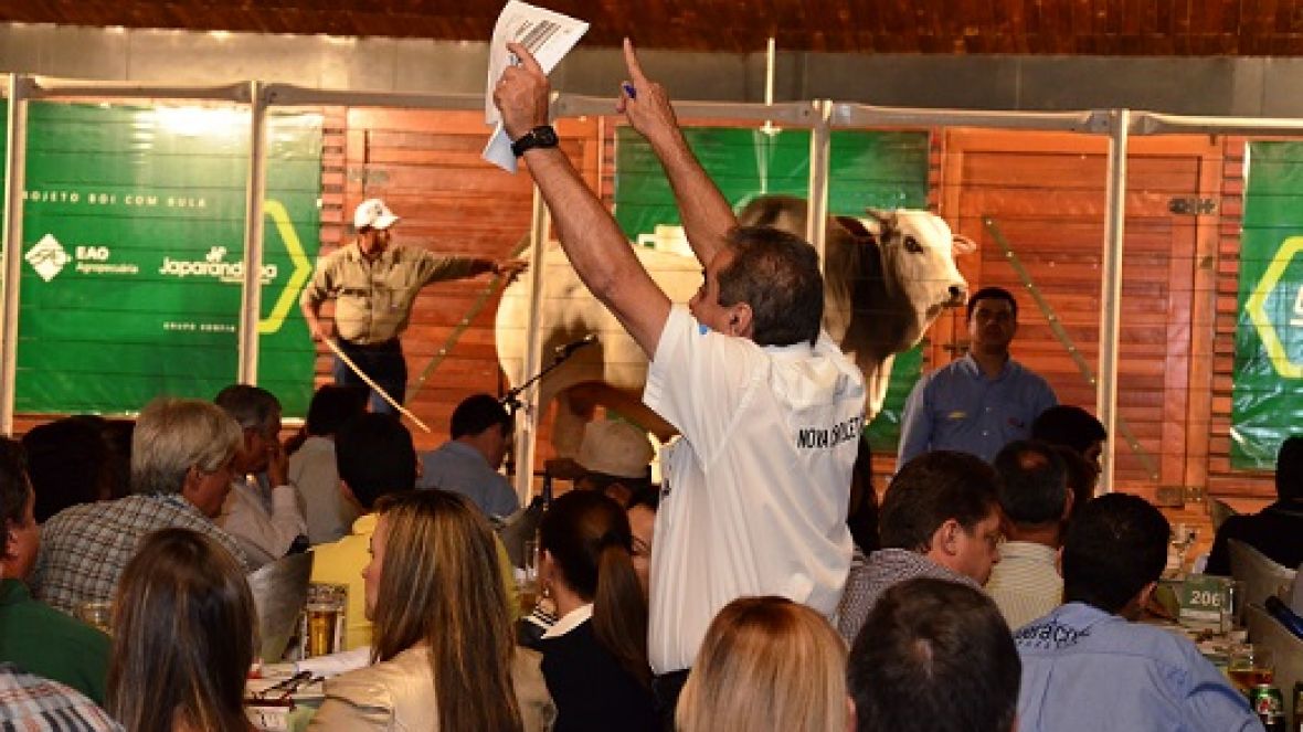 Leilões da ExpoGenética  superam R$ 3 milhões