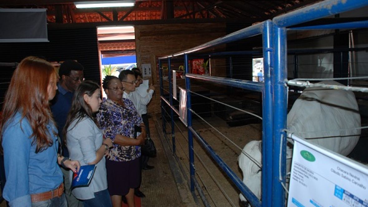 Visitantes estrangeiros conhecem a ExpoGenética