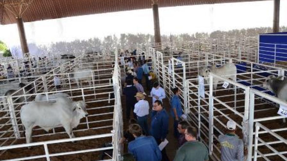 Os melhores da ExpoGenética ?ao vivo? no site da ABCZ 