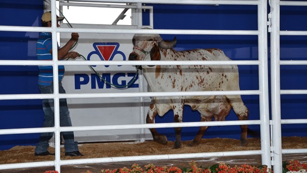 Criadores conhecem campeãs do Concurso Leiteiro Natural