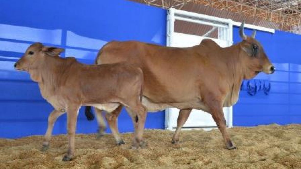 Matrizes ?Cláudio Sabino Carvalho?, as grandes mães na ExpoGenética  