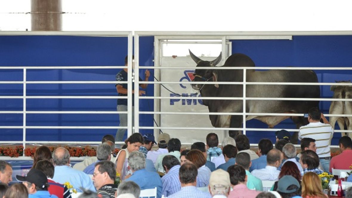 ExpoGenética movimenta mercado pecuário no mês de agosto