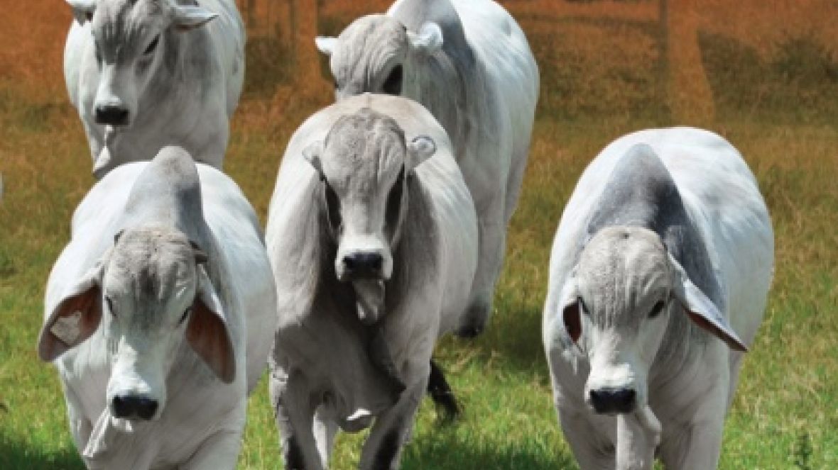 Cresce abrangência dos Dias de Campo da ABCZ 