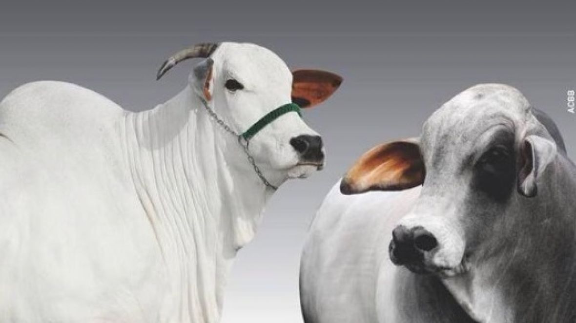 Expoinel e Expobrahman serão promovidas juntas este mês