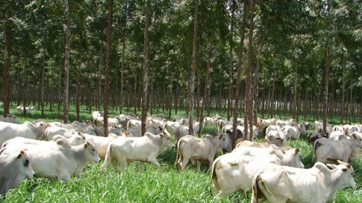 Inscrições abertas para Agrocurso sobre ILPF