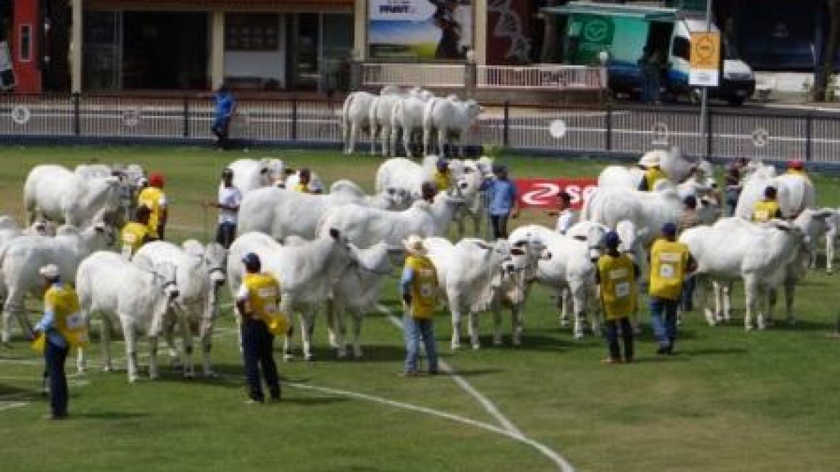 Inscrições para Expoinel continuam abertas