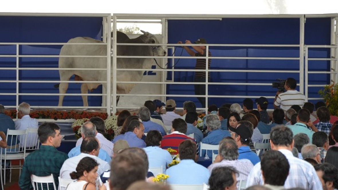 PMGZ disponibiliza fotos e avaliações atualizadas de touros do PNAT