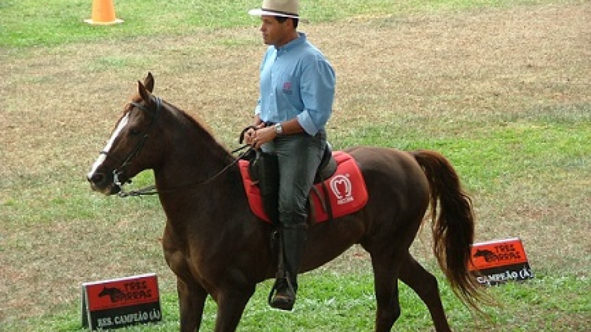 FAZU sedia competição de cavalos Mangalarga Marchador neste sábado 