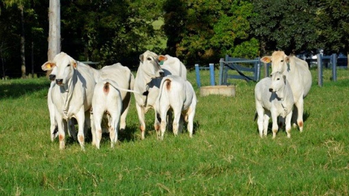 ABCZ continuará incentivando uso de receptoras zebuínas