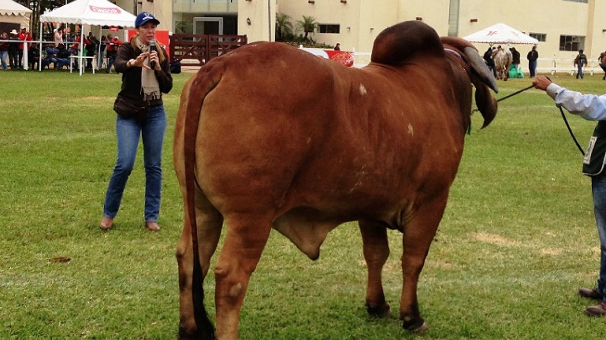 Raça Gir Leiteiro é destaque na Bolívia