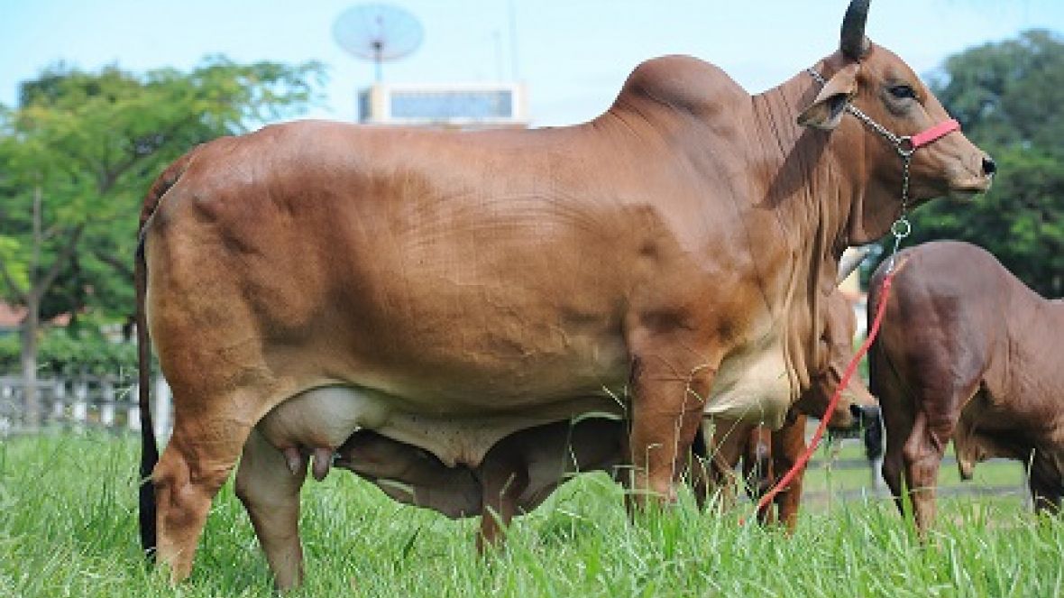 Interláctea 2013 terá concurso leiteiro de Sindi