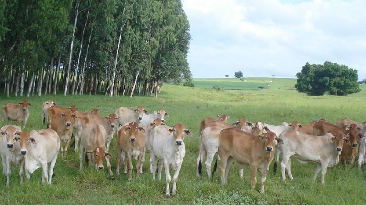 Nova regra para receptoras zebuínas entra em vigor em janeiro de 2014
