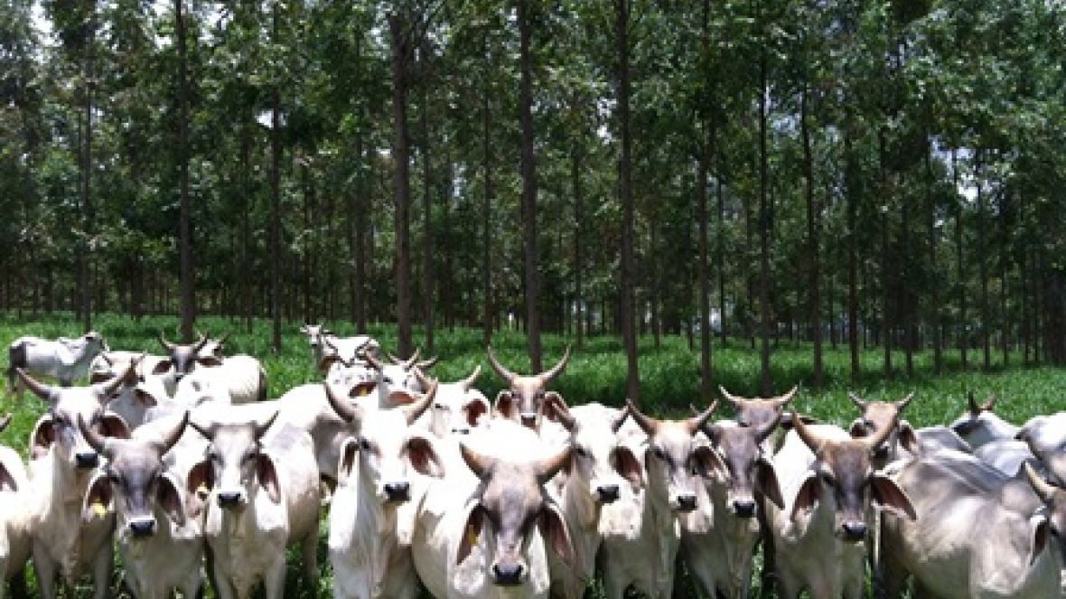 Integração Lavoura-Pecuária-Floresta é tema de Agrocurso inédito